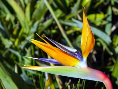 Papier peint  Flower bird of paradise or strelitzia reginae in a park of Cadiz, Andalusia. Spain. Europe