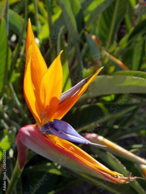 Papier peint  Flower bird of paradise or strelitzia reginae in a park of Cadiz, Andalusia. Spain. Europe