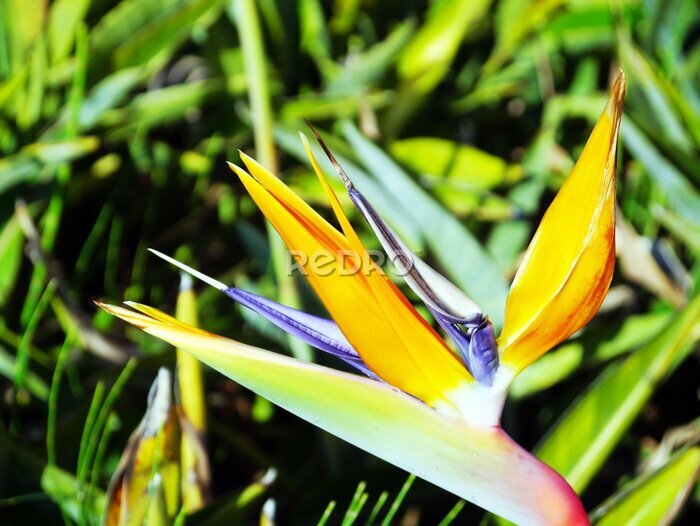 Papier peint  Flower bird of paradise or strelitzia reginae in a park of Cadiz, Andalusia. Spain. Europe