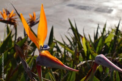 Papier peint  Flower bird of paradise, Strelitzia 