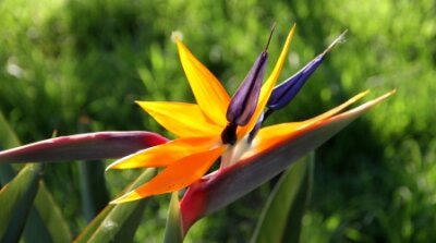 Papier peint  Flower Bird of Paradise   Strelitzia reginae 