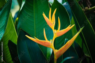 Papier peint  flower Bird of paradise (Strelitzia Reginae) blossom in botanic garden