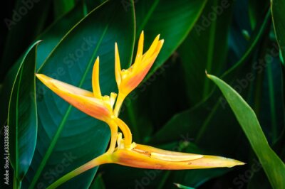 Papier peint  flower Bird of paradise (Strelitzia Reginae) blossom in botanic garden