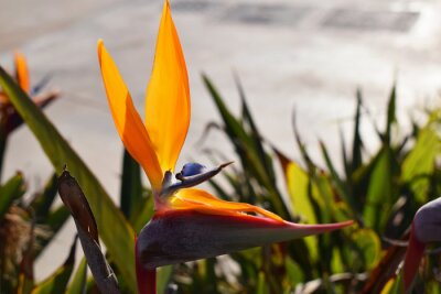 Papier peint  Flower Bird of Paradize, Strelitzia