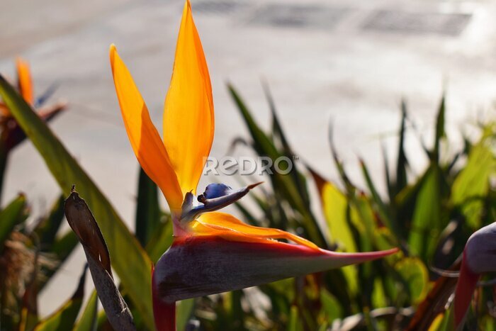 Papier peint  Flower Bird of Paradize, Strelitzia