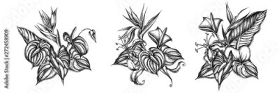 Papier peint  Flower bouquet of black and white gloriosa, anthurium, strelitzia