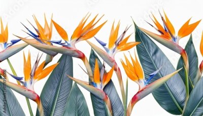 Papier peint  flower floral strelitzia botanical illustration