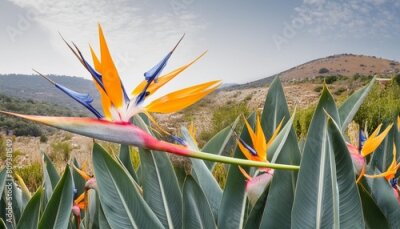Papier peint  flower floral strelitzia botanical illustration