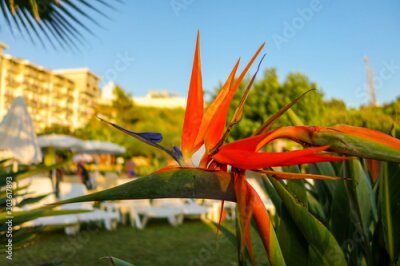 Papier peint  Flower in the garden (strelitzia reginae banks)
