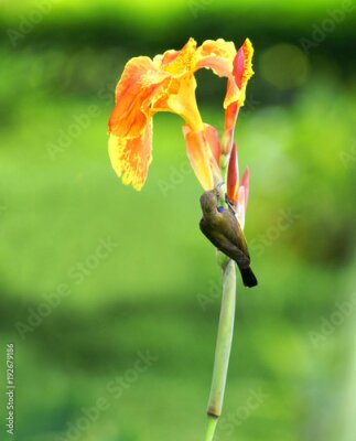 Papier peint  flower, nature, green, orange, plant, red, beauty, garden, flora, lily, flowers, bloom, spring, yellow, blossom, summer, macro, bird of paradise, floral, bud, bird, isolated, strelitzia, color, petal