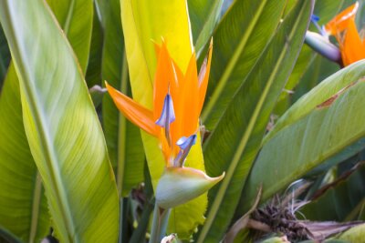 Papier peint  Flower of a bird of paradise (Strelitzia)