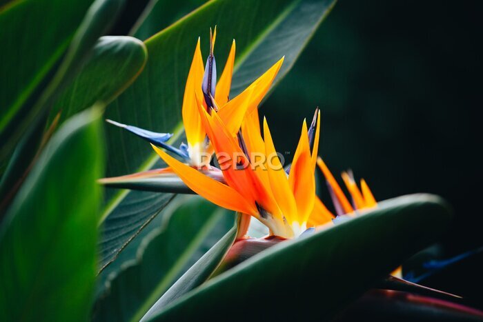 Papier peint  flower of a flower