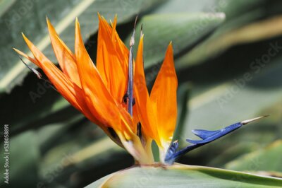 Papier peint  Flower of Bird of Paradise (Strelitzia reginae)