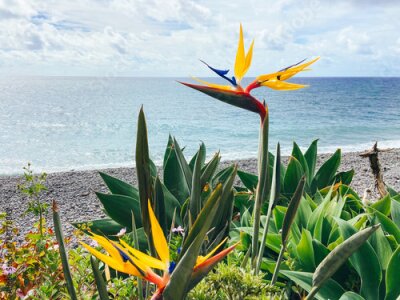 Papier peint  Flower of Madeira Island - Strelitzia against the background of the ocean