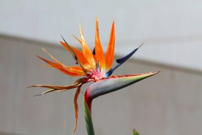 Papier peint  Flower Of oiseau de paradis, Strelitzia reginae