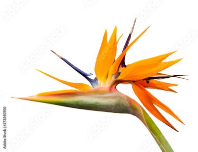 Papier peint  Flower of Strelitzia, isolated on white background