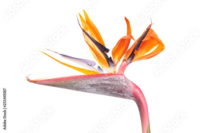 Papier peint  Flower of Strelitzia reginae or Bird of paradise plant isolated on white background