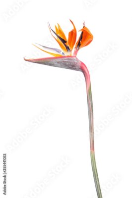 Papier peint  Flower of Strelitzia reginae or Bird of paradise plant isolated on white background