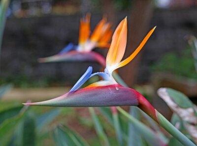 Papier peint  Flower of the plant Strelitzia Reginae, known as the bird of paradise