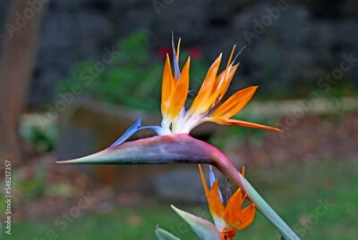 Papier peint  Flower of the plant Strelitzia Reginae, known as the bird of paradise
