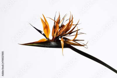 Papier peint  Flower of the strelitzia "Strelitziaceae" or Bird of Paradise flower plant, macro detail HQ on white background