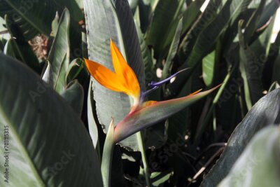 Papier peint  Flower on a Bird Of Paradise (Strelitzia) plant in a tropical garden