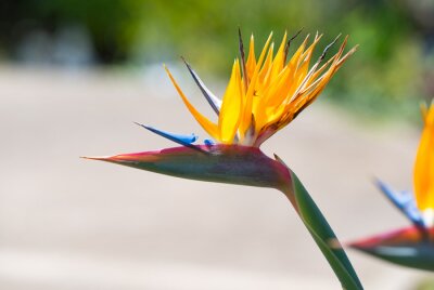 Papier peint  flower Strelitzia bird of paradise close-up