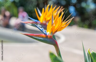 Papier peint  flower Strelitzia bird of paradise close-up