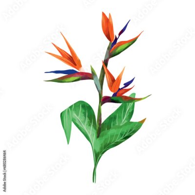 Papier peint  flower strelitzia bird of paradise with green leaves vector
