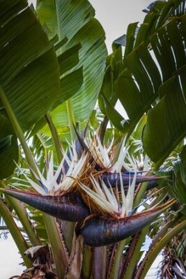 Papier peint  Flower Strelitzia Nicolai in Nordeste on Sao Miguel Island, Azores archipelago, Portugal