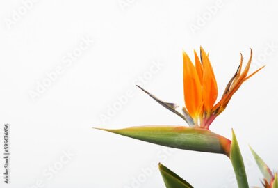 Papier peint  Flower Strelitzia on white background. Bird Paradise. Tenerife, Canary Islands. Tropical garden North Africa. Strelitzia flower Canary islands