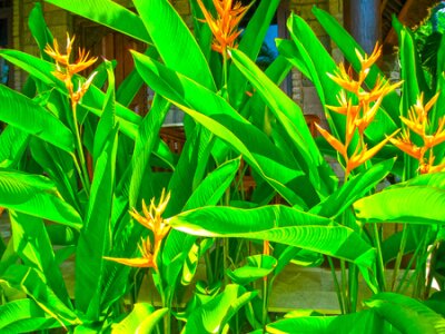 Papier peint  Flower Strelitzia. Paradise oiseau dans l'île de Bali