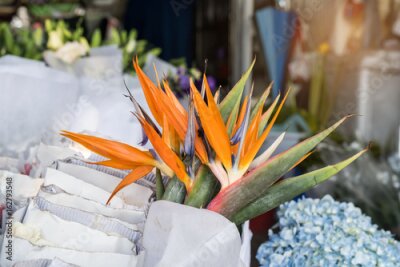 Papier peint  Flower Strelitzia reginae (oiseau du paradis, fleur de la grue).