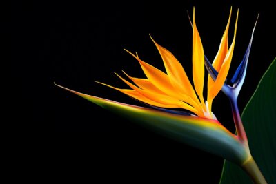 Papier peint  Flower strelitzia tropic nature exotic plant botanical multi colored macro colorful