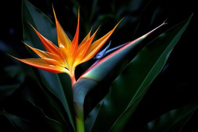 Papier peint  Flower tropic colorful colored exotic multi strelitzia