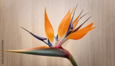 Papier peint  flower tropical floral strelitzia botanical illustration