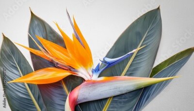 Papier peint  flower tropical floral strelitzia botanical illustration