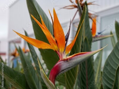 Papier peint  Flowering of crane flower, bird of paradise, or isigude (Strelitzia reginae), Spain