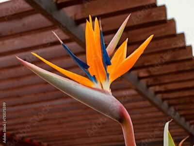 Papier peint  Flowering of crane flower, bird of paradise, or isigude (Strelitzia reginae), Spain