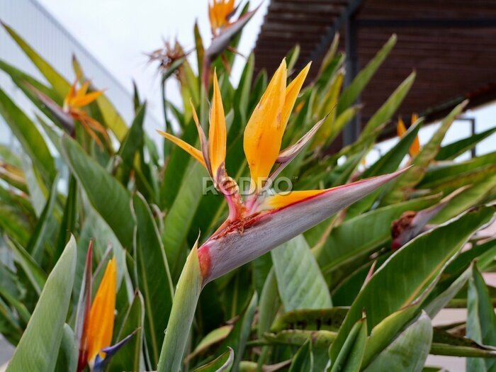 Papier peint  Flowering of crane flower, bird of paradise, or isigude (Strelitzia reginae), Spain