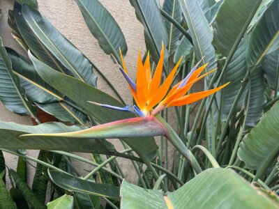 Papier peint  Flowering plant in the garden called strelitzia reginae, or bird of paradise