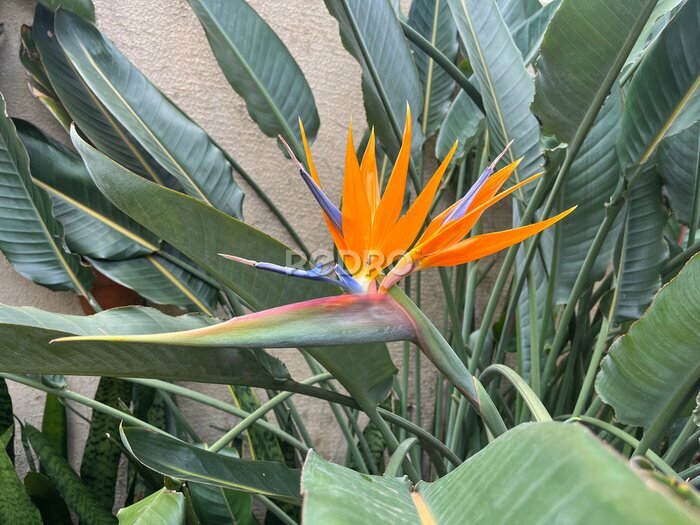 Papier peint  Flowering plant in the garden called strelitzia reginae, or bird of paradise