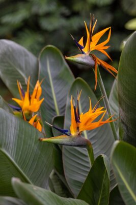 Papier peint  flowering plant in the tropics or botanical garden, orange flowers and green plant leaves, care and water domestic and wild plants and flowers, florist, botanical garden or farmer Strelitzia plant