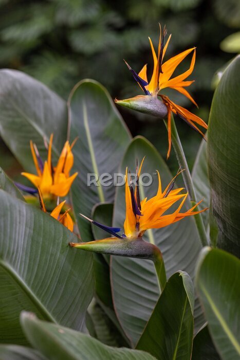 Papier peint  flowering plant in the tropics or botanical garden, orange flowers and green plant leaves, care and water domestic and wild plants and flowers, florist, botanical garden or farmer Strelitzia plant