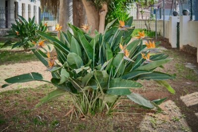 Papier peint  Flowering plant of Strelitzia reginae, with colorful bird