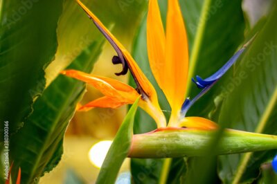 Papier peint  Flowering plant Strelitzia. Floral symbol of Los Angeles city