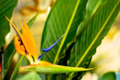 Papier peint  Flowering plant Strelitzia. Floral symbol of Los Angeles city