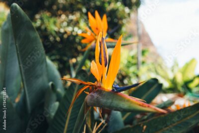Papier peint  flowering Strelitzia bush on Madeira island