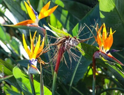 Papier peint  flowering strelitzia in the Botanical garden