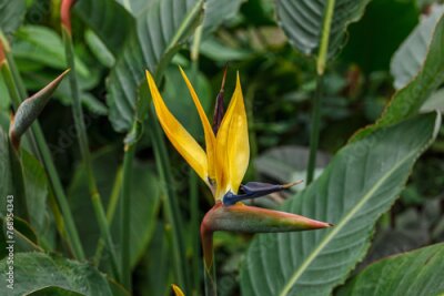 Papier peint  Flowering Strelitzia reginae plant in south africa